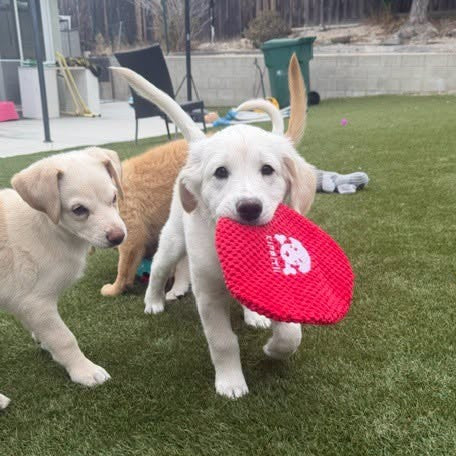 Support for shelter dogs