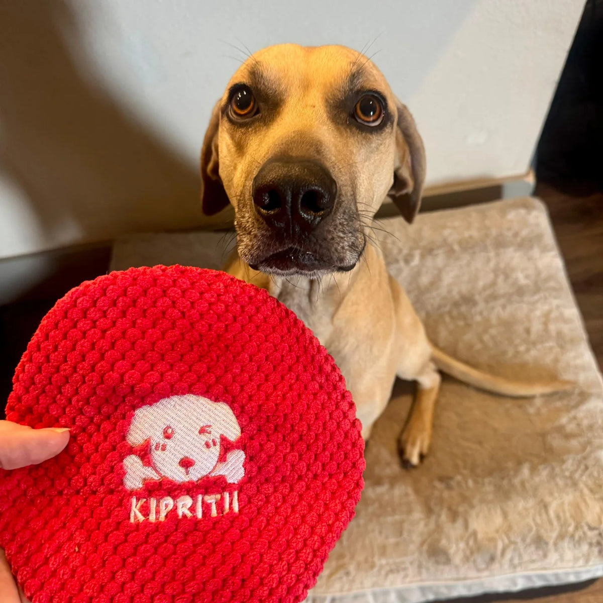 KIPRITII donation photo